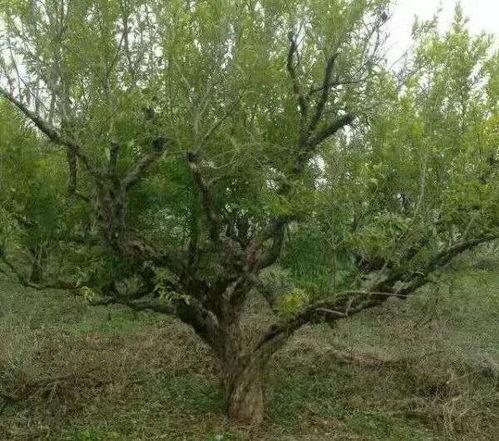 都市爆料石榴树视频,揭秘石榴树背后的惊人真相！  第2张