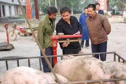 养猪导演爆料视频播放下载 第3张 养猪导演爆料视频播放下载 第3张